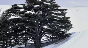 دوامة قطبية تؤثر على طقس العراق