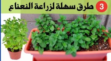 زراعة النعناع