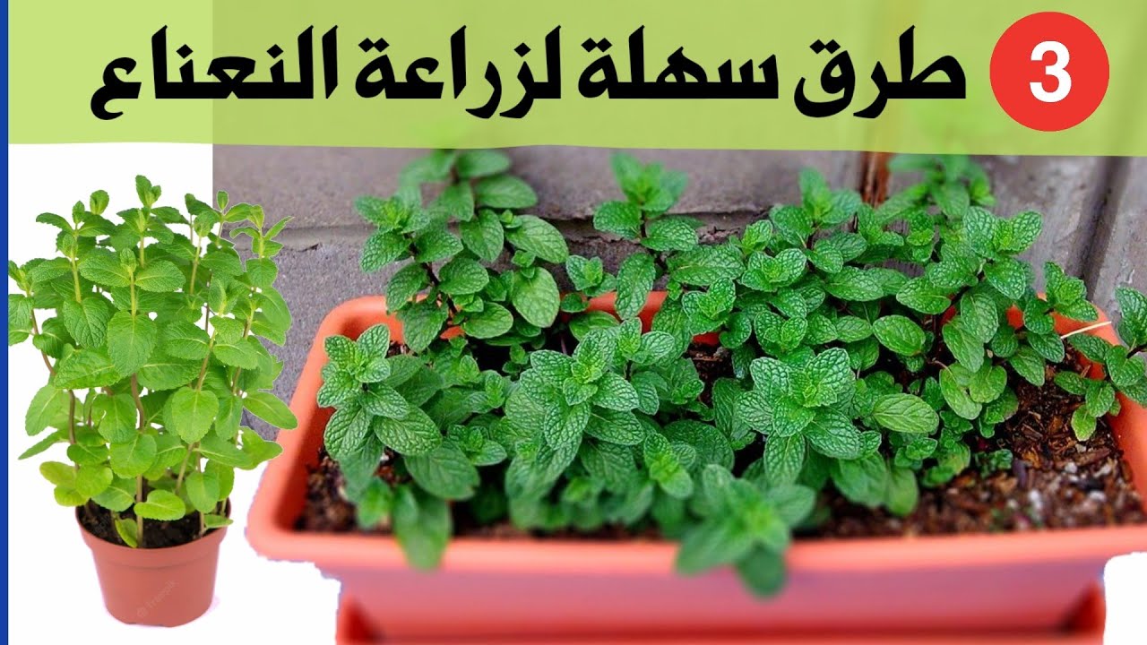 نعناع أخضر طول السنة🌱! أسهل طريقة للزراعة في المنزل وبدون تعب اطلاقا