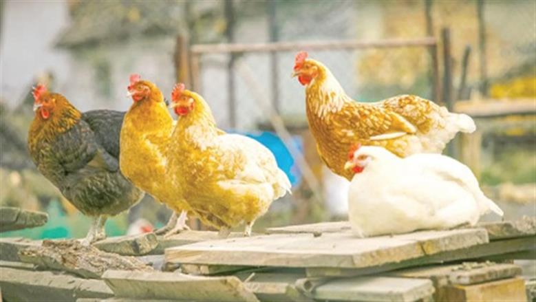 سعر الفراخ البيضاء في بورصة الدواجن اليوم السبت 22-11-2025 يتغير بهذه القيمة