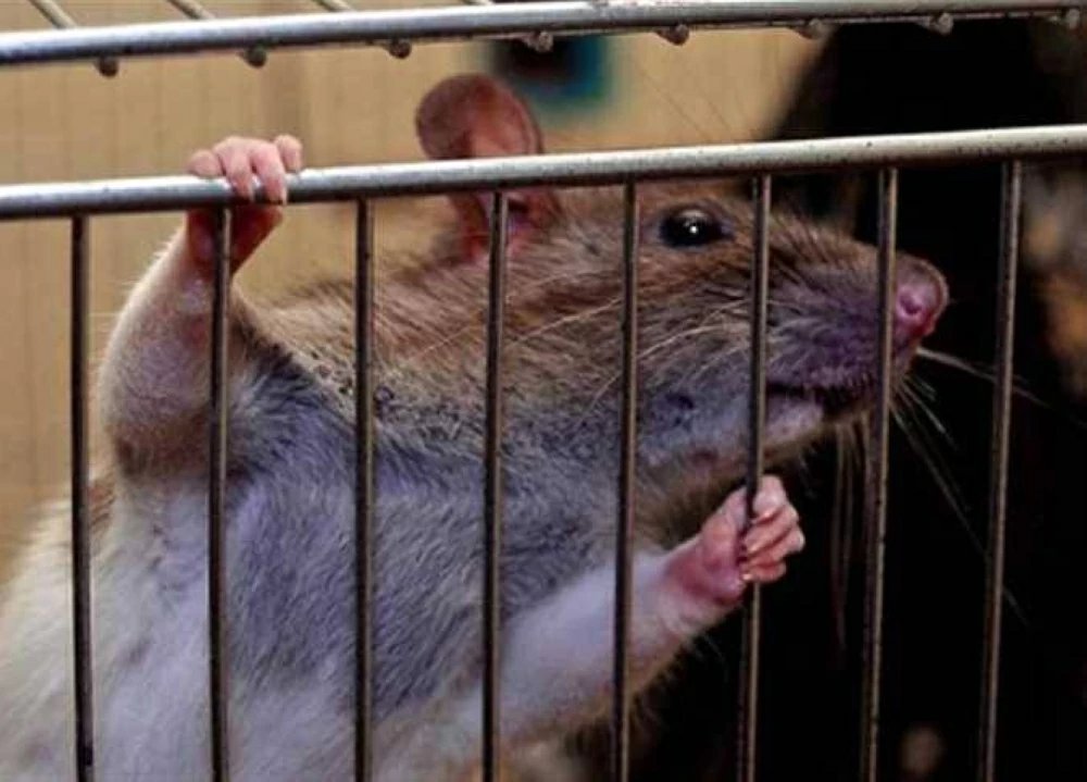 مش هيقربوا تاني.. اعرف أزاي تطرد الفئران من بيتك بوصفة مش هتتخيلها وموجودة جوا بيتك أو أقرب عطار 3 اكتشف السر الذي تخفيه شركات المبيدات.. طريقة حماية منزلك من الفئران بذكاء