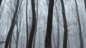 غابة هويا باكيو لماذا تلتوي أشجارها ويختفي زوارها؟