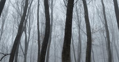 غابة هويا باكيو: لماذا تلتوي أشجارها ويختفي زوارها؟