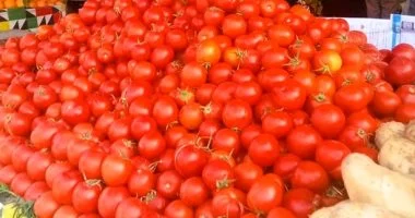 قفزة مفاجئة في سعر الطماطم بالمنوفية.. الكيلو يتخطى حاجز الـ10 جنيهات بالأسواق