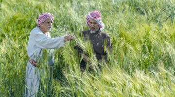 وزارة البيئة تعلن استقبال طلبات رخص زراعة القمح لموسم 1447–1448