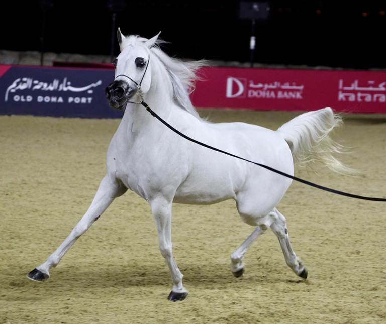 صور وأبطال.. الختام المبهر لبطولة العالم للخيل العربية 2025 يخطف الأنظار 16 صور وأبطال.. الختام المبهر لبطولة العالم للخيل العربية 2025 يخطف الأنظار