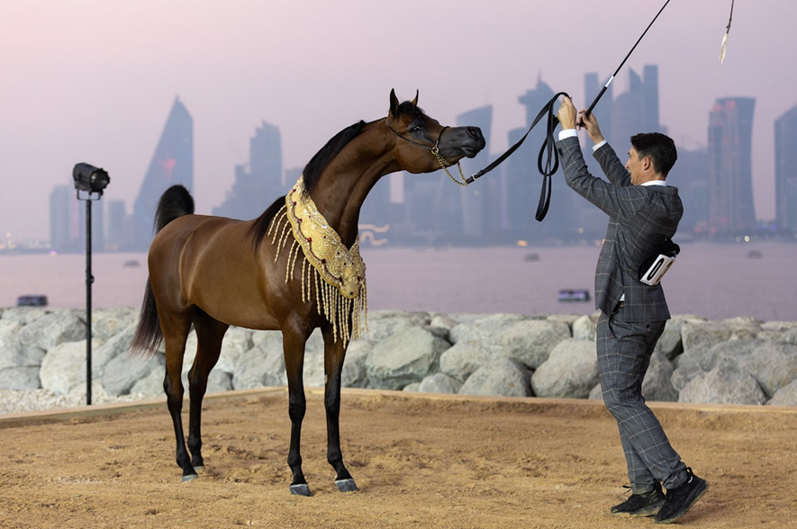 صور وأبطال.. الختام المبهر لبطولة العالم للخيل العربية 2025 يخطف الأنظار 10 صور وأبطال.. الختام المبهر لبطولة العالم للخيل العربية 2025 يخطف الأنظار