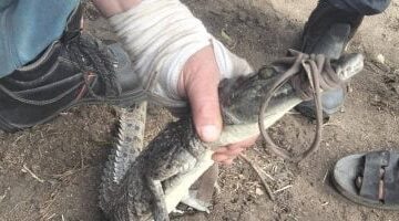 اصطياد التمساح في قرية الزوامل بعد 6 أيام من البحث