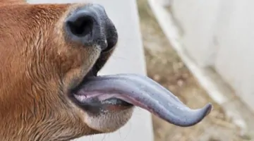 فيروس اللسان الأزرق يهدد الثروة الحيوانية بمخاطر قاتلة ومستوى المخاطر